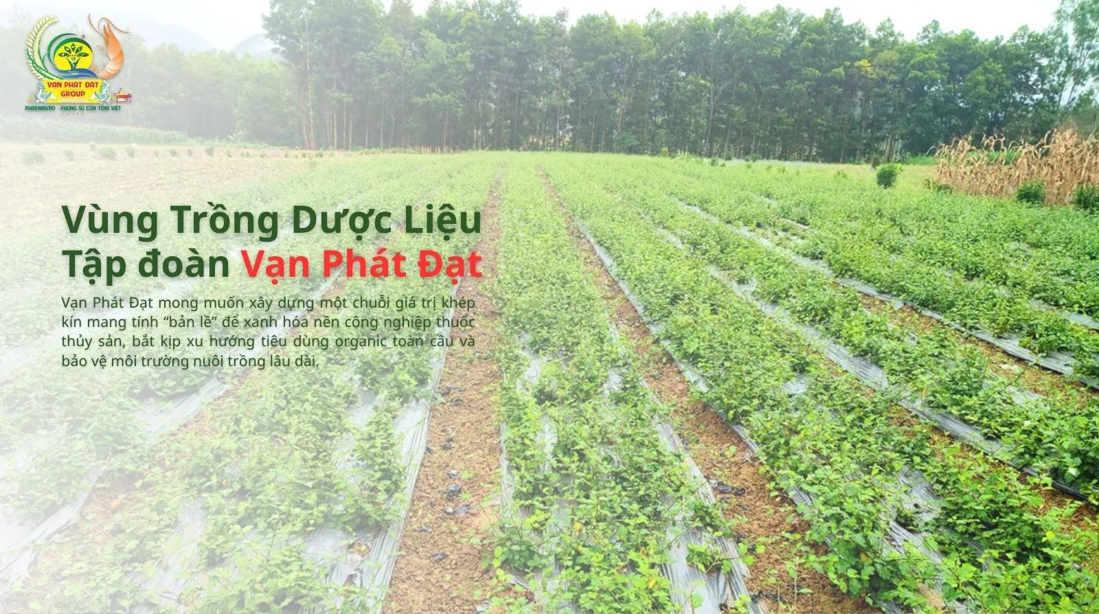 Vùng trồng dược liệu